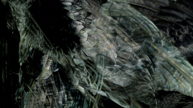 File:SHOWstudio-Raven-04.png