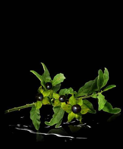 File:LADY GAGA FAME Belladonna.png