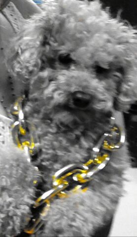 File:Fozzi Bear.jpg