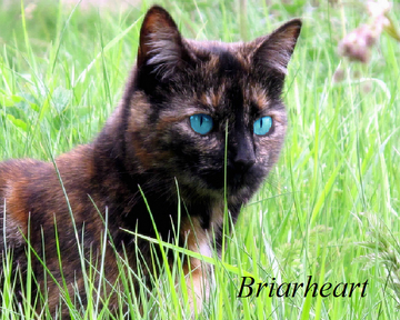 Briarheart