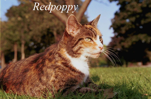 File:Redpoppy.png