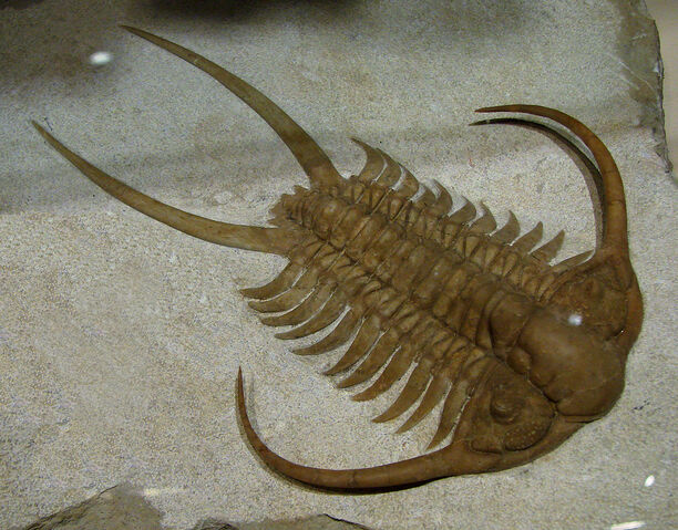 File:Trilobite.jpg