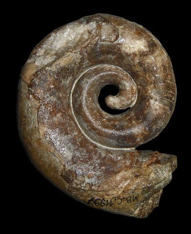 File:Estonioceras Shell.jpg