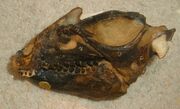 Hipsylophodon foxi skull