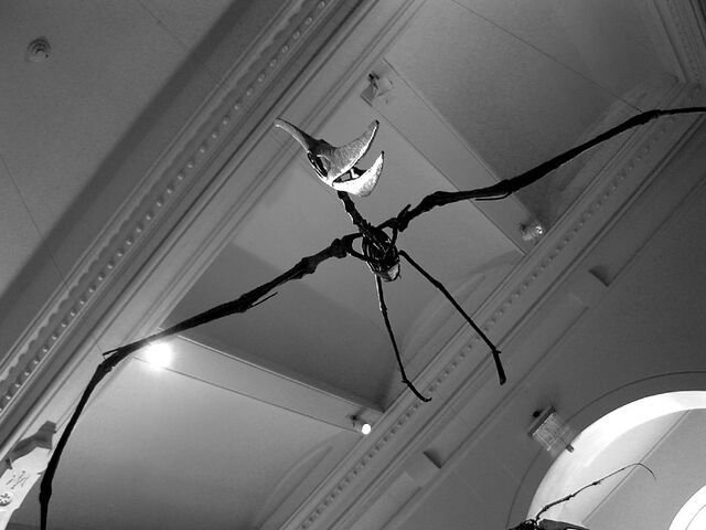 File:NYC pterosaur.jpg