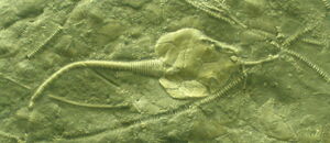 Pleurocystites squamosus