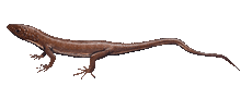 Paramacellodus