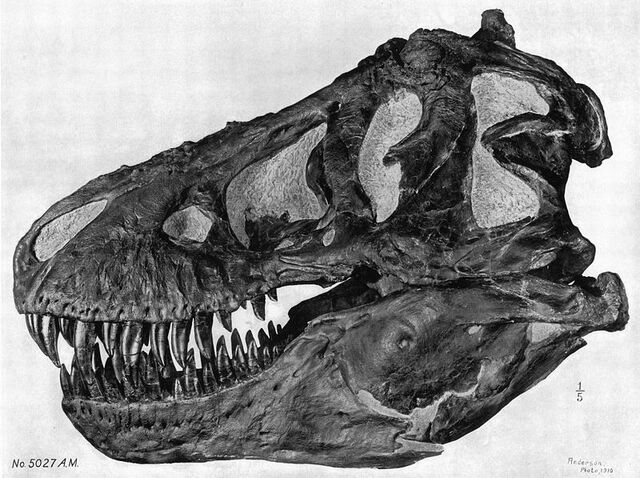 File:Tyrannoskull.jpg