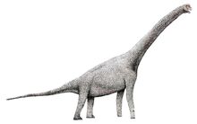 Pelorosaurus