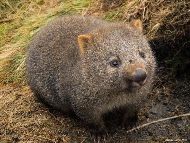 File:Cradle-Mountain-Land-of-the-Wombats-4.jpg