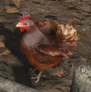 Chicken