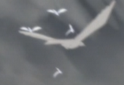 Rainbirds