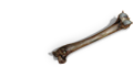 AnimalBone