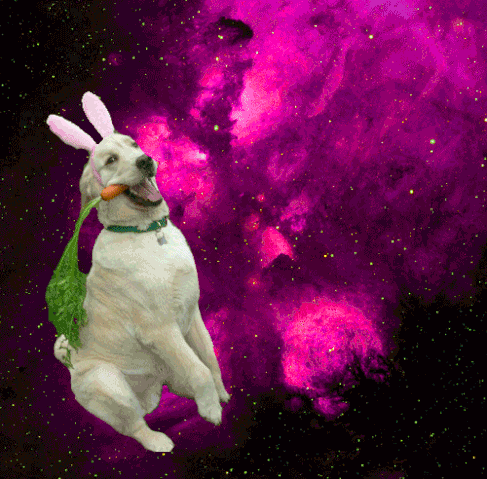 File:Killerkoyd Dogs-in-space.gif