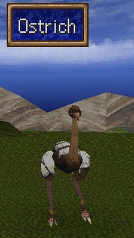 File:Ostrich.jpg
