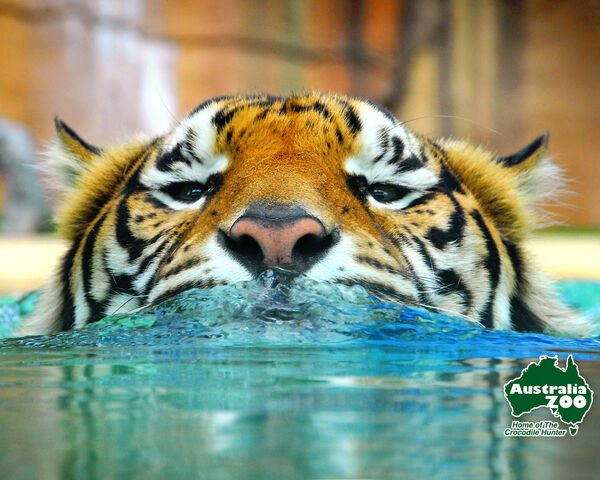 File:Tiger-Water.jpg