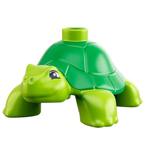 File:Turtle.jpg