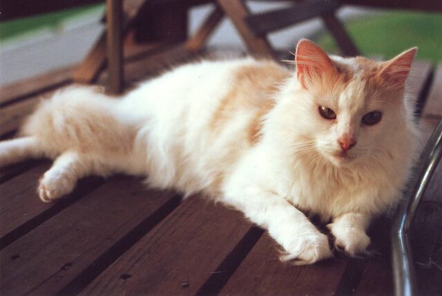 File:Sophie.jpg