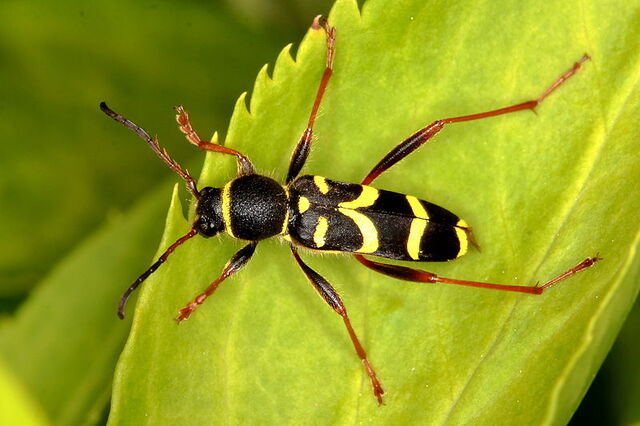 File:800px-Gemeiner Widderbock 4483.jpg