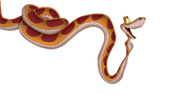 Kaa officiel.png
