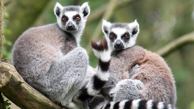 File:Lemur.jpeg