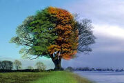4seasons1tree