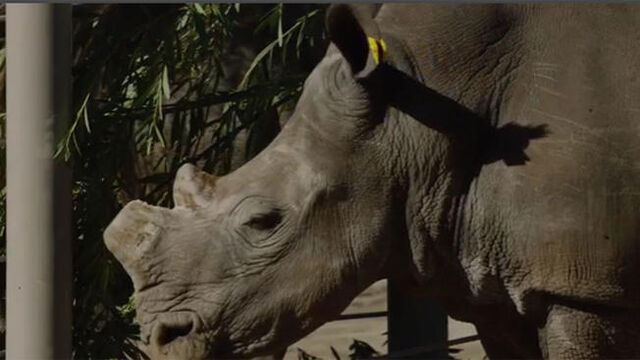File:Rhino2.jpg