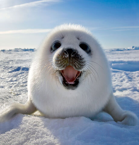 File:Awww-cute-seal-white-snow.jpg