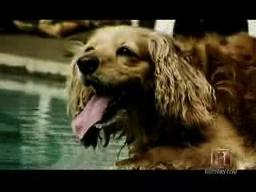 Indexdog