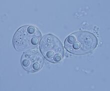 Myxozoan