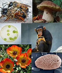 220px-Eukaryota diversity 2