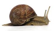 220px-Grapevinesnail 01a