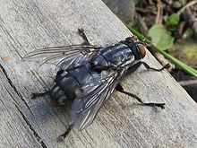 220px-Diptera 01gg