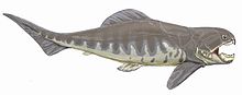 220px-Dunkleosteus interm1DB