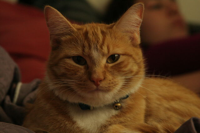 File:Kitty.jpg