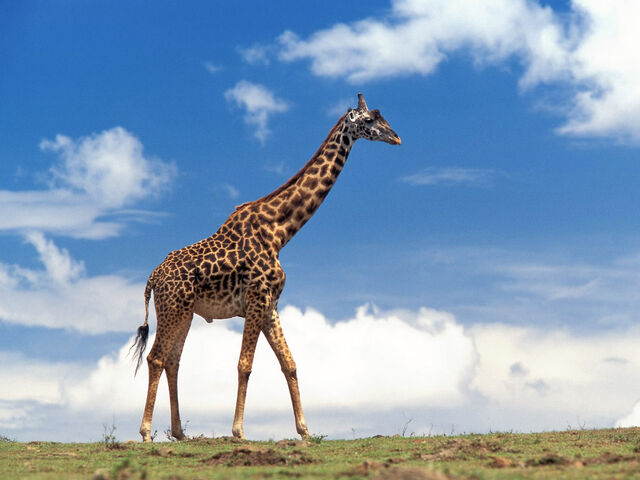 File:Giraffe-01.jpg