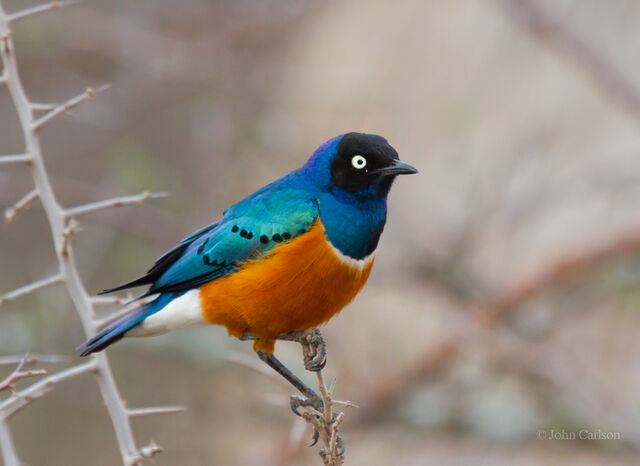File:Superb Starling.jpg