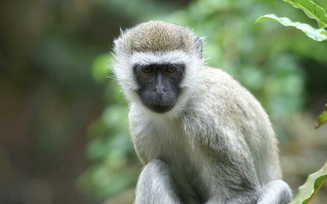 File:Vervet specie.jpg
