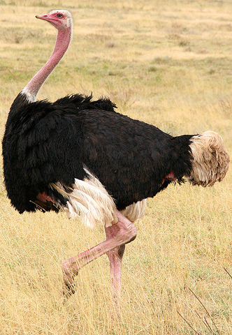 File:Ostrich-rl.png