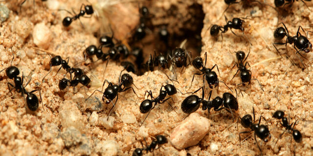 File:Small-ants.jpg