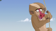 The-traveling-baboon-show (155)
