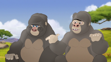 The-lost-gorillas (68)