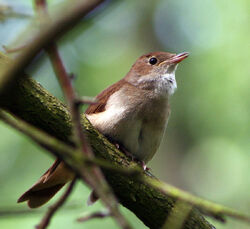 NightingaleGermany2007