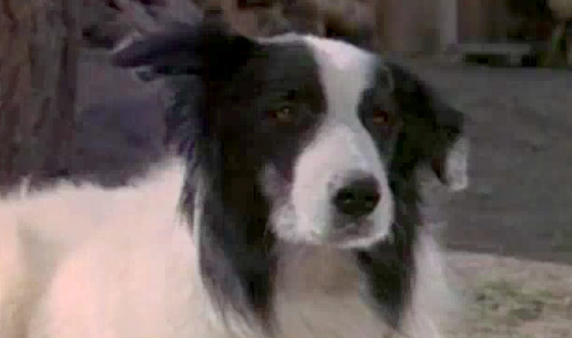 File:Bandit1.jpg