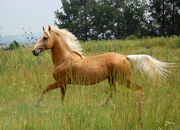 Palomino