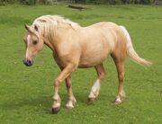 Palomino2