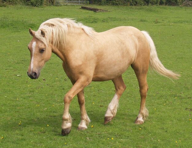 File:Palomino2.jpg