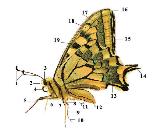 Fichier:Le papillon libertin-Image.jpg