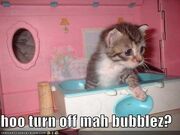 Funny-pictures-kitten-toy-bathtub
