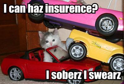 File:Drunkcat.jpg